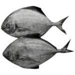Black Pomfret / Black Avoli (1kg)