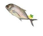 Trevally / Parai / Koduvai / Vatta (500g)