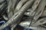 Barracuda / Sheela / Kolachchi (500g)