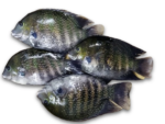 Karimeen / Pearl Spot (500g)