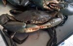 Blue / Mud Crab (1kg)