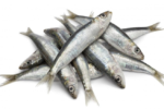 Mathi (Sardine)/Medium size