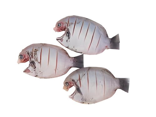 Kayal Karimeen / Pearl Spot (1kg) - Image 2
