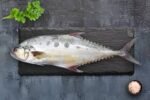 Pola Vatta / Queen Fish (1kg)