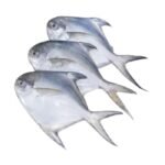 White Pomfret / White Avoli (1kg)