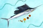 Olakudi (Sailfish)