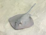 Thirandi / Stingray(1kg)