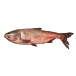 Silver Carp Fish (1kg)
