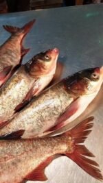 Silver Carp Fish (1kg) - Image 2