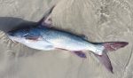 Sea vala/ sea cat fish