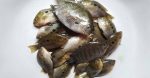 Kayal pallathy fish/Pallathy - Image 2