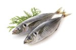 Para Ayala/Horse Mackerel