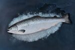 Atlantic Salmon - Image 2