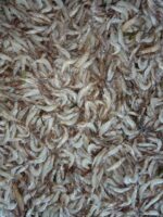 Thelley Chemmeen(1kg)